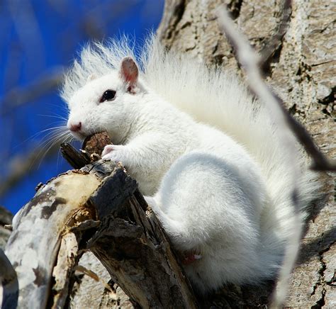 rare white squirrel - Image Abyss