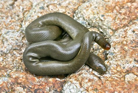 Rubber Boa Snake for Sale