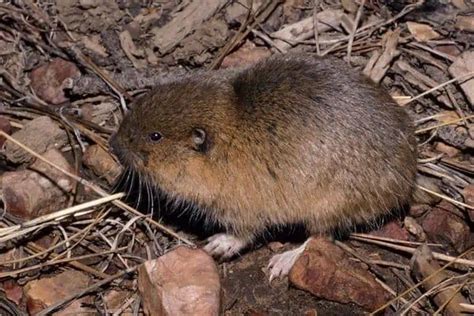 21 of the MOST COMMON Examples of Rodents - Wildlife Informer