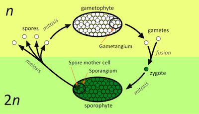 Male Gametes in Plants Types & Examples | What is the Male Gamete ...