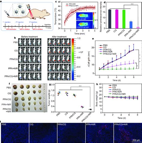 In vivo treatment of orthotropic bone tumors. (a) Scheme illustrates... | Download Scientific ...