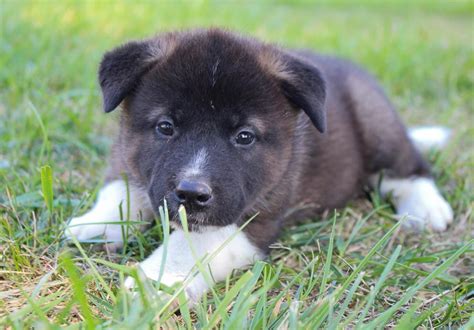 Riley – AKC Akita doggie for sale at New Haven, Indiana | Puppies, Puppy adoption, Akita puppies ...