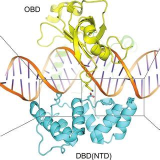 (PDF) T4 DNA ligase structure reveals a prototypical ATP-dependent ...