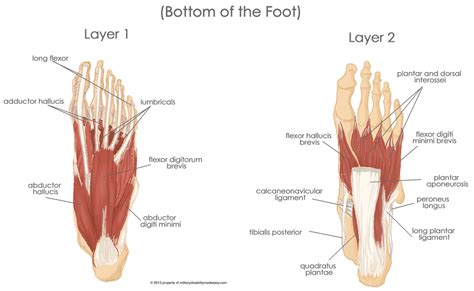 The Core Muscles of the Foot