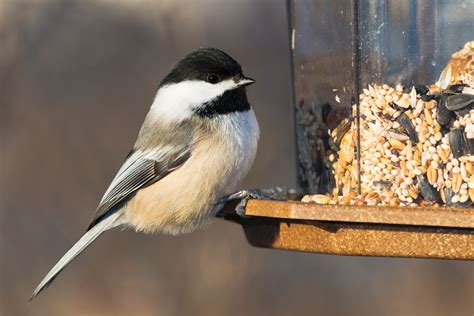 How to keep birds (and yourself) safe from Avian Flu - Cottage Life