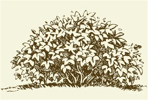 Bush Stock Vectors, Royalty Free Bush Illustrations | Depositphotos®