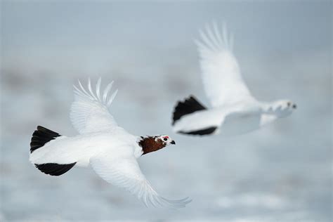 Willow Ptarmigan Two In Flight, Taymyr Peninsula, Siberia Photograph by ...