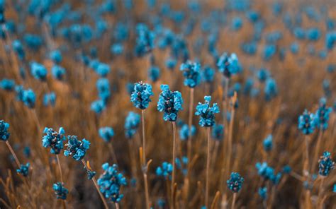 Blue Flower Wallpapers - 4k, HD Blue Flower Backgrounds on WallpaperBat