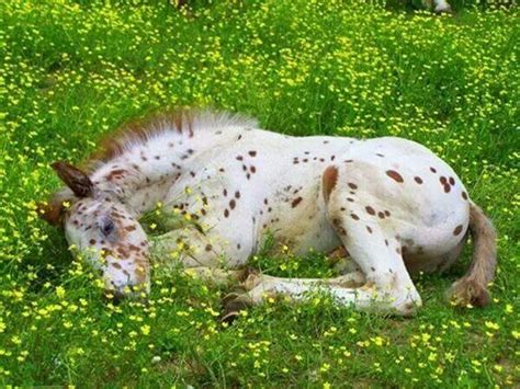 Appaloosa foal sleeping in the grass Baby Horses, Cute Horses, Wild Horses, All The Pretty ...