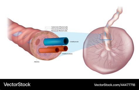 Anatomy of the umbilical cord cross-sectional Vector Image