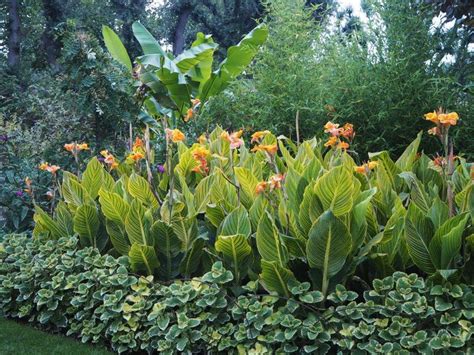 Ideas for canna lilies in borders #gardens #gardening #backyard # ...