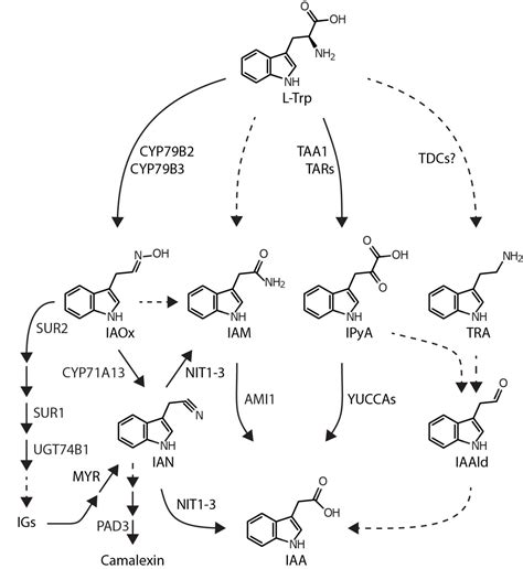 Auxin metabolism – The Pollmann Lab