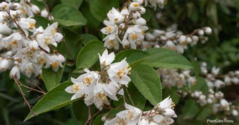 Deutzia Gracilis Care: How To Grow Slender Deutzia