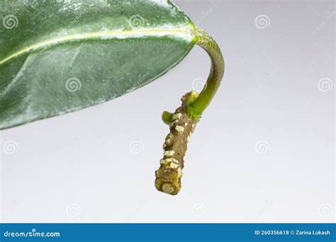 Jasmine Cuttings Have Taken Root before Planting in the Ground ...