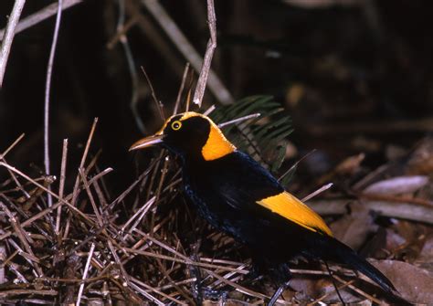 Regent Bowerbird | BIRDS in BACKYARDS