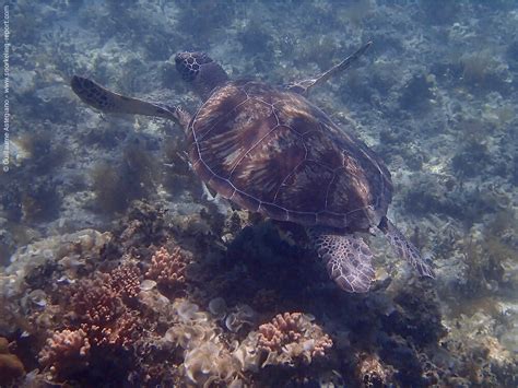 Snorkeling in Green Island | Snorkeling the Great Barrier Reef, Australia