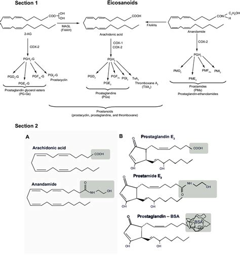 section 1 The eicosanoid biosynthesis pathway demonstrating the... | Download Scientific Diagram