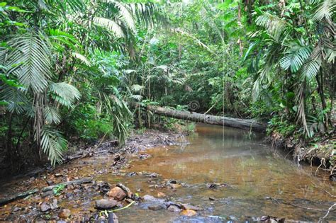 The Cockscomb Basin Wildlife Sanctuary in Belize Stock Image - Image of ...