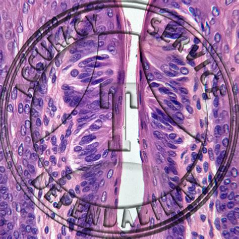 Taste Bud Prepared Microscope Slide