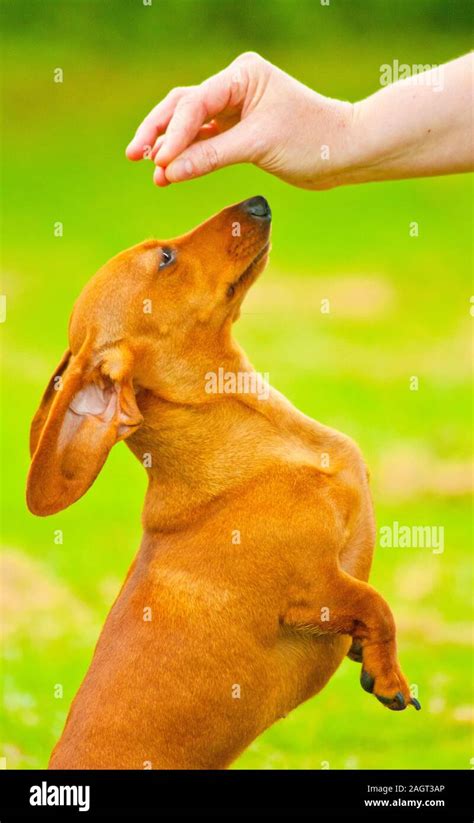 A Miniature Dachshund training Stock Photo - Alamy