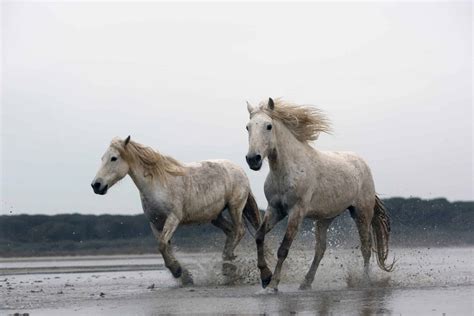 Meet The Camargue Horse, One Of The Oldest Breeds In The World