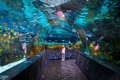 The Top 10 Family-Friendly Aquariums in the Country | Smokey mountains ...