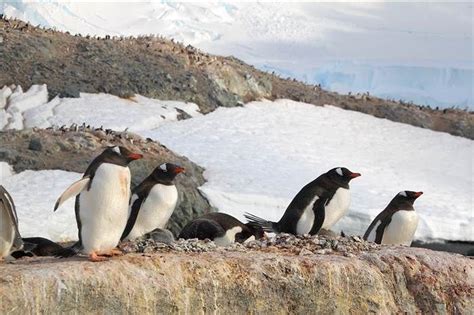 cierva cove antarctica | Penguin rookery on Trinity Island in Cierva Cove. The Antarctica ...