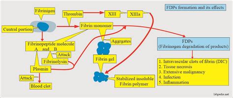 Fibrinogen Degradation Products (FDPs), Fibrin Split Products