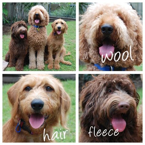 breeders of Labradoodles, Qld Australia | Labradoodle, Labradoodle puppy, Labradoodle grooming