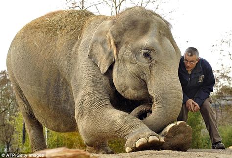 Jumbo delivery: Pregnant elephant practices her maternity exercises | Daily Mail Online