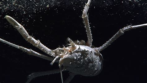 Sea star feeding - Amazing deep sea creatures of Hawaii - Pictures - CBS News