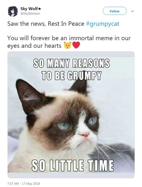 Mean Cat Meme