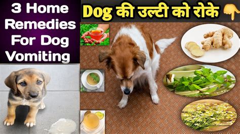 Dog Vomiting Treatment || Home Remedies For Dog Vomiting || 3 Steps To Stop Vomiting || 100 % ...