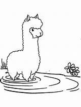 Coloring Pages Alpaca Llama Cute Kawaii Drawing Easy Lama Llamacorn  sketch template