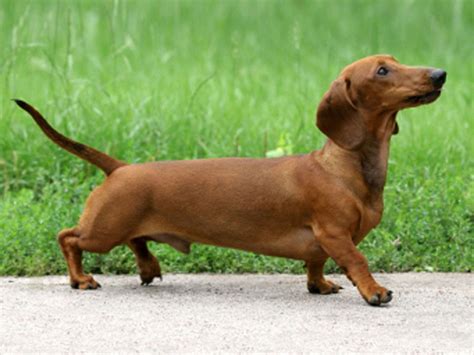 🔥 [40+] Christmas Dachshund Wallpapers | WallpaperSafari