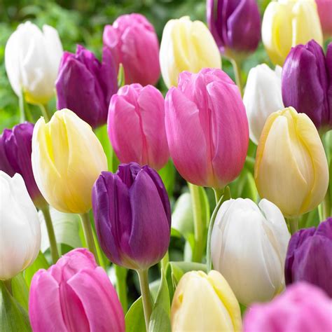 Van Zyverden Tulips Bulbs Easter Basket Mixture (Set of 15)-21583 - The Home Depot