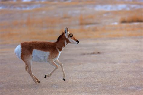 Pronghorn Antelope Running Fine Art Photo Print For Sale | Joseph C. Filer