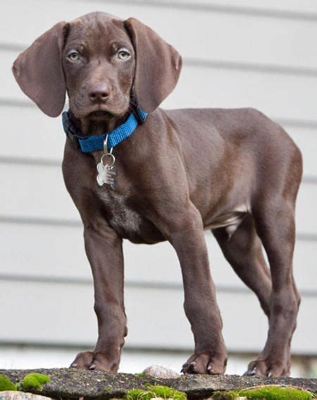 Bogart the Weimaraner Mix -- Puppy Breed: German Shorthaired Pointer ...