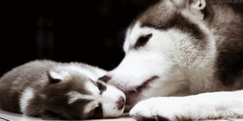 The Absolutely Cutest Puppy GIFs Ever