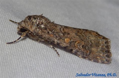 Lepidoptera-Noctuidae-Spodoptera exigua-Small Mottled Willow Moth (B ...