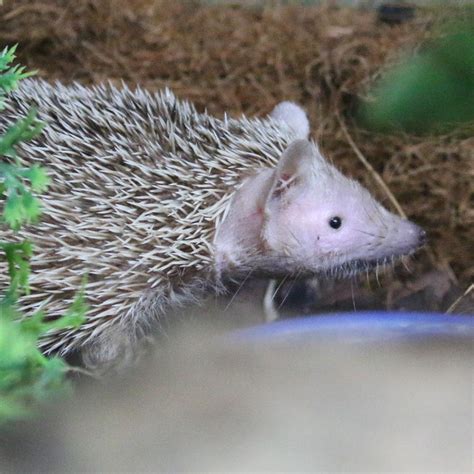 Lesser Hedgehog Tenrec