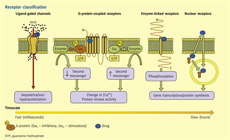 Ion channels, receptors, agonists and antagonists - Anaesthesia ...