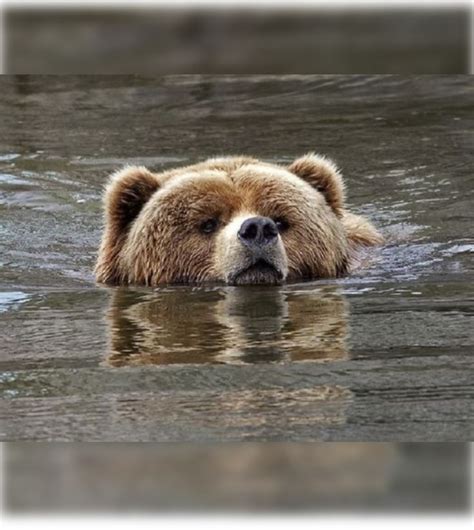 Pin by Debbie Witt on Animals | Kodiak bear, Bear cubs, Mother bears