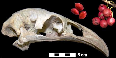 Despite living amongst plants with large seeds, extinct giant moa dispersed only tiny seeds