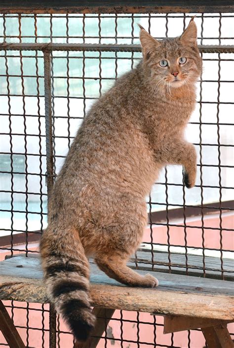 Chinese Mountain Cat (Felis Bieti) | Bored Panda