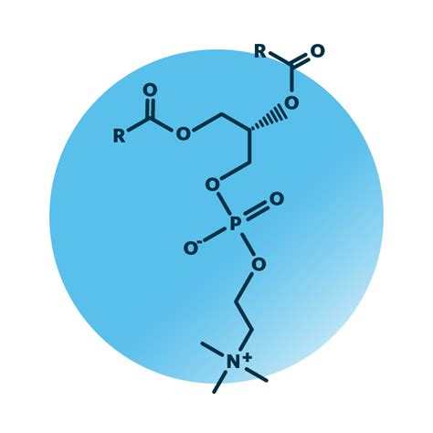 Phosphatidylcholine Analysis | Lipid Analysis | Lipotype GmbH