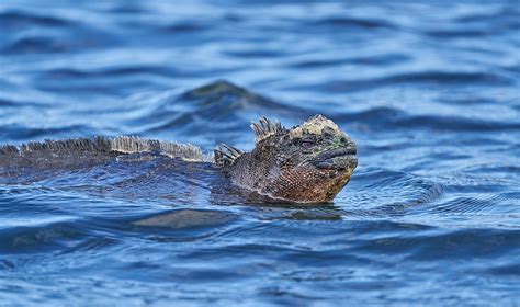 Only in the Galapagos: Marine Iguanas. Five more a7r iii Images. And when to go wide with ...