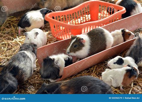 Guinea pigs play stock image. Image of food, coat, play - 55596579