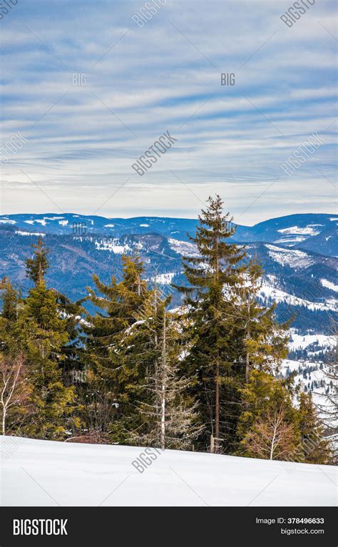 Spruce Winter Forest Image & Photo (Free Trial) | Bigstock