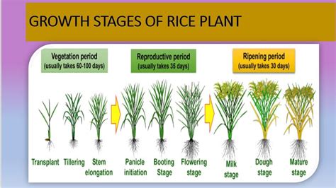 Growth stages of Rice plants // different stages are covered in detailed // in rice plant ...